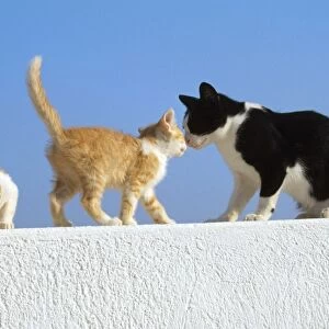 Feral Cats - black & white with 2 ginger kittnes on wall Santorini Island Greece