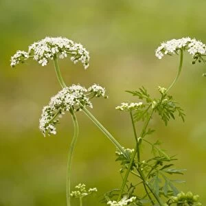 Fool's Parsley Aethusa cynapium. Common garden weed. Poisonous. Dorset