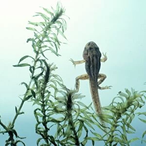 Frog - Tadpole with all legs developed