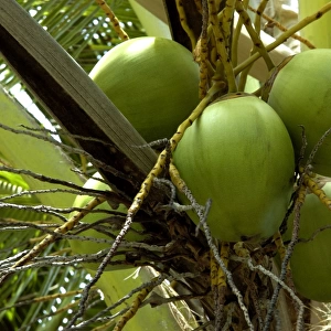 Fruits of Calabash Tree - National Tree of St. Lucia Windward Islands. February