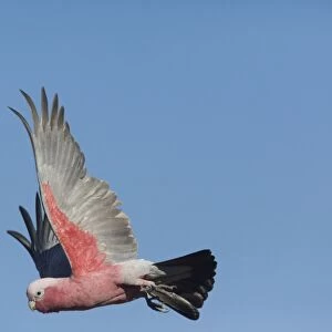 Galah - in flight - Nyinmy Aboriginal Outstation - far central east of Western Australia