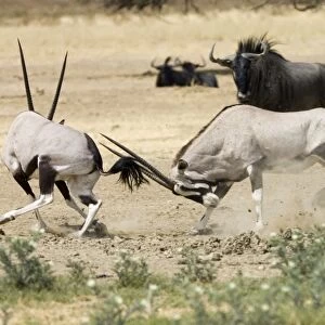 Gemsbok fight - Bulls fighting at waterhole in competition for female. Subspecies inhabits South West Arid Zones of Africa preferring level stony plains also ranging over sand dunes and rocky mountains