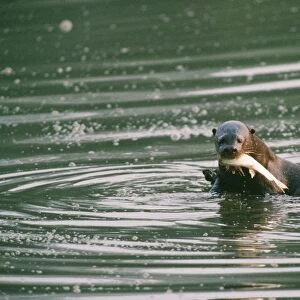 Giant Otter - eating fish Manu National Park, Peru