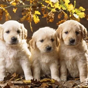 Golden Retriever Dog - puppies in leaves