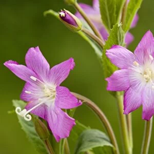 Great Willowherb or Codlins and Cream (Epilobium hirsutum) in flower. Dorset