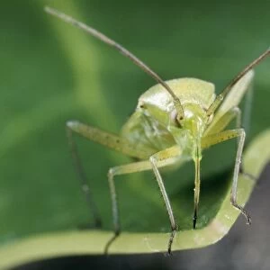 Green Capsid Bug - note long proboscis UK