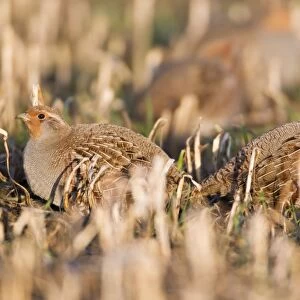Grey / Common Partridge - covey resting on corn stubble in winter - Lower Saxony - Germany