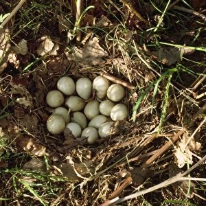Grey Partridge - eggs