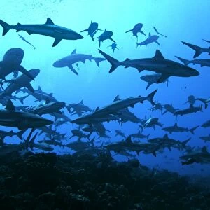 Grey Reef sharks - in the Tumotos, French Polynesia. There are thousands of these sharks living in the passes into the lagoons. They are a beautiful looking shark and in a feeding pattern can be dangerous to humans
