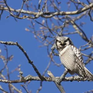 Hawk Owl Surnia ulula Northern Finland BI014420