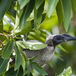 Helmeted Friarbird This species is restricted to eastern Queensland and the far north of the Northern Territory. The largest of the friarbirds, it inhabits woodlands, forest edges, mangroves and generally follows trees as they flower