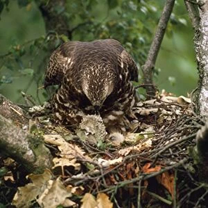 Honey Buzzard - adult at nest with chicks