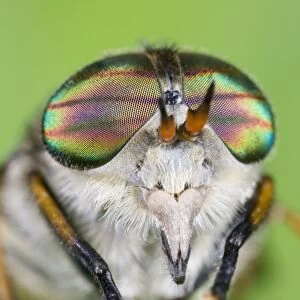Horse Fly (female) Showing banded eyes