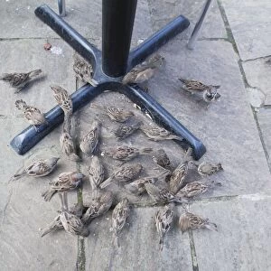 House Sparrow - flock feeding on crumbs under restaurant table - Northumberland - England