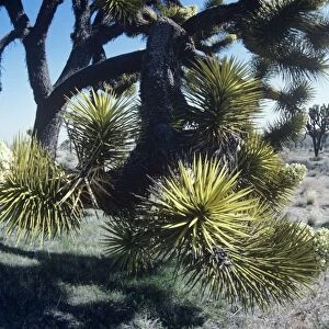 Joshua Tree Mojave desert, California USA