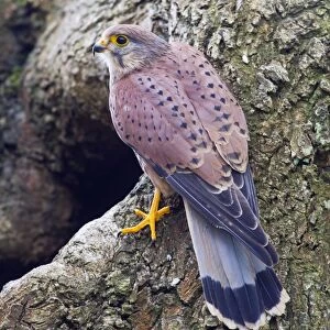 Kestrel - male at nest site - controlled conditions 10398