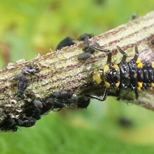 Ladybird Larvae - feeding on aphids UK