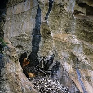 Lammergeier - adult at nest