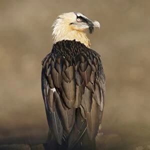 Lammergeier / Bearded Vulture - adult - Spanish Pyrenees - January