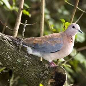Laughing Dove on perch. The commonest South African dove, well adapted to gardens and cities. Inhabits diverse habitats, avoiding desert areas. Grahamstown, Eastern Cape, South Africa