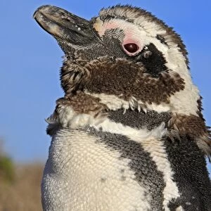 Magellanic Penguin - moulting. Punta Norte - Valdes peninsula - Argentina