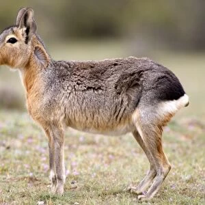 Mara / Patagonian Hare - adult Range: Argentina, from Northwestern provinces south into Patagonia Patagonia at the Valdes Peninsula, Province Chubut