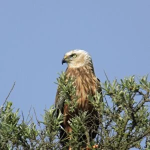 Marsh Harrier - male perched on bush, Texel, Holland