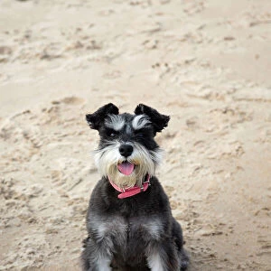 Terrier Related Images