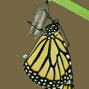 Monarch Butterfly - Hatching sequence 6 of 6