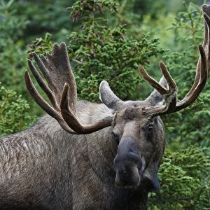 Moose - 5-7 year old male with velvet - Alaska