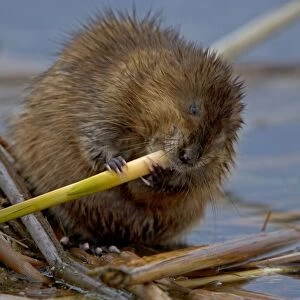 Muskrat - Biting on reed, chiefly aquatic-lives in marshes, edges of ponds, lakes, and streams- moves overland, especially in autumn-feeds on aquatic vegetation, also clams, frogs, and fish on occasion-builds house in shallow water