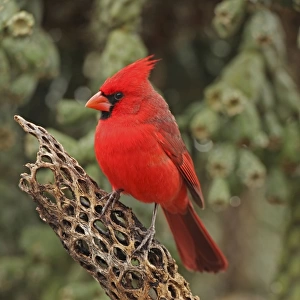 Northern Cardinal - male - Arizona - USA - Distribution: southern Quebec to Gulf states - southwest USA and Mexico to Belize