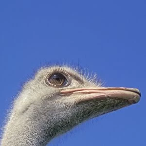 Ostrich - Close up of head, against blue sky