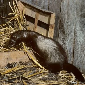 Polecat in barn with chickeneggs