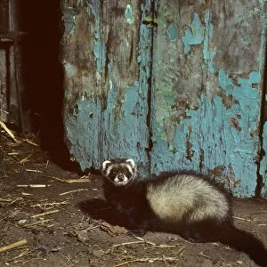 Polecat in barn with straw