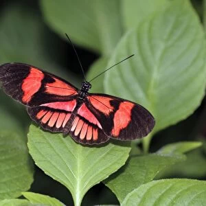 Postman Butterfly - resting on leaf, Emmen, Holland