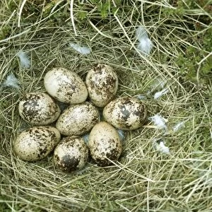 Ptarmigan Eggs JLM 7984 In Nest © John Mason / ARDEA LONDON