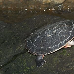 Red-bellied Turtle / Short-necked Turtle - Found in tropical northern Australia and New Guinea. Habitually basks out of the water