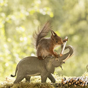 Red Squirrel on an elephant with a tree pin