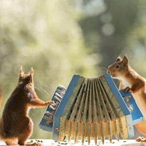 Red Squirrels holding a accordion