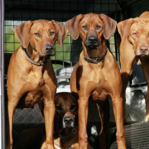 Rhodeaian Ridgeback dogs in a Landrover