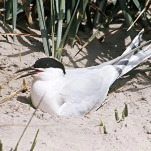 Roseate Tern - at nest