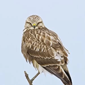 Rough-legged Hawk - light morph immature bird - Connecticut - USA