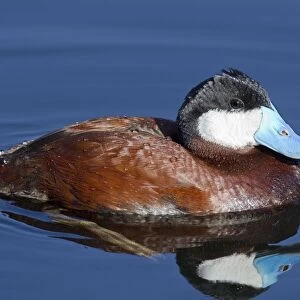Ruddy Duck - adult male in breeding plumage - March - Arizona - USA