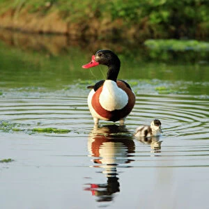 Shelduck - parent bird with duckling, Texel, Holland