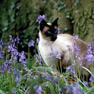 Siamese Cat - Seal Point