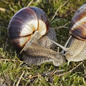 Snail - "Escargot Turc" (Turkish snail)
