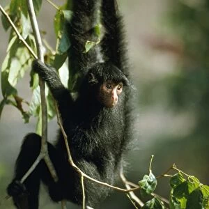 Spider Monkey - in canopy of Rainforest Amazonia, Brazil