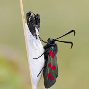 Six Spot Burnet Moth - Chrysalis - UK