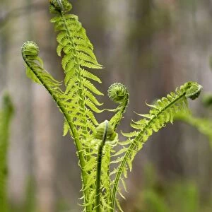 Sprouts of fern in mixed forest, typical, near Ekaterinburg, Ural Mountains, Russia; early spring. Ur39. 4203